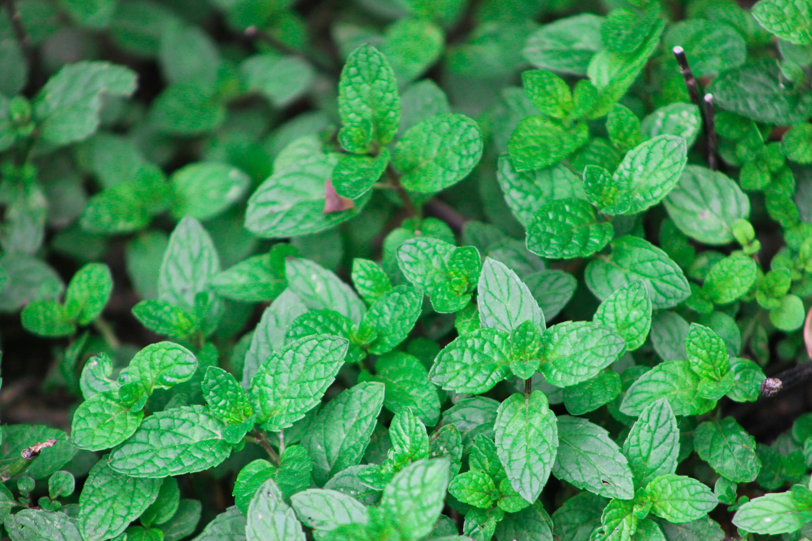 Menta