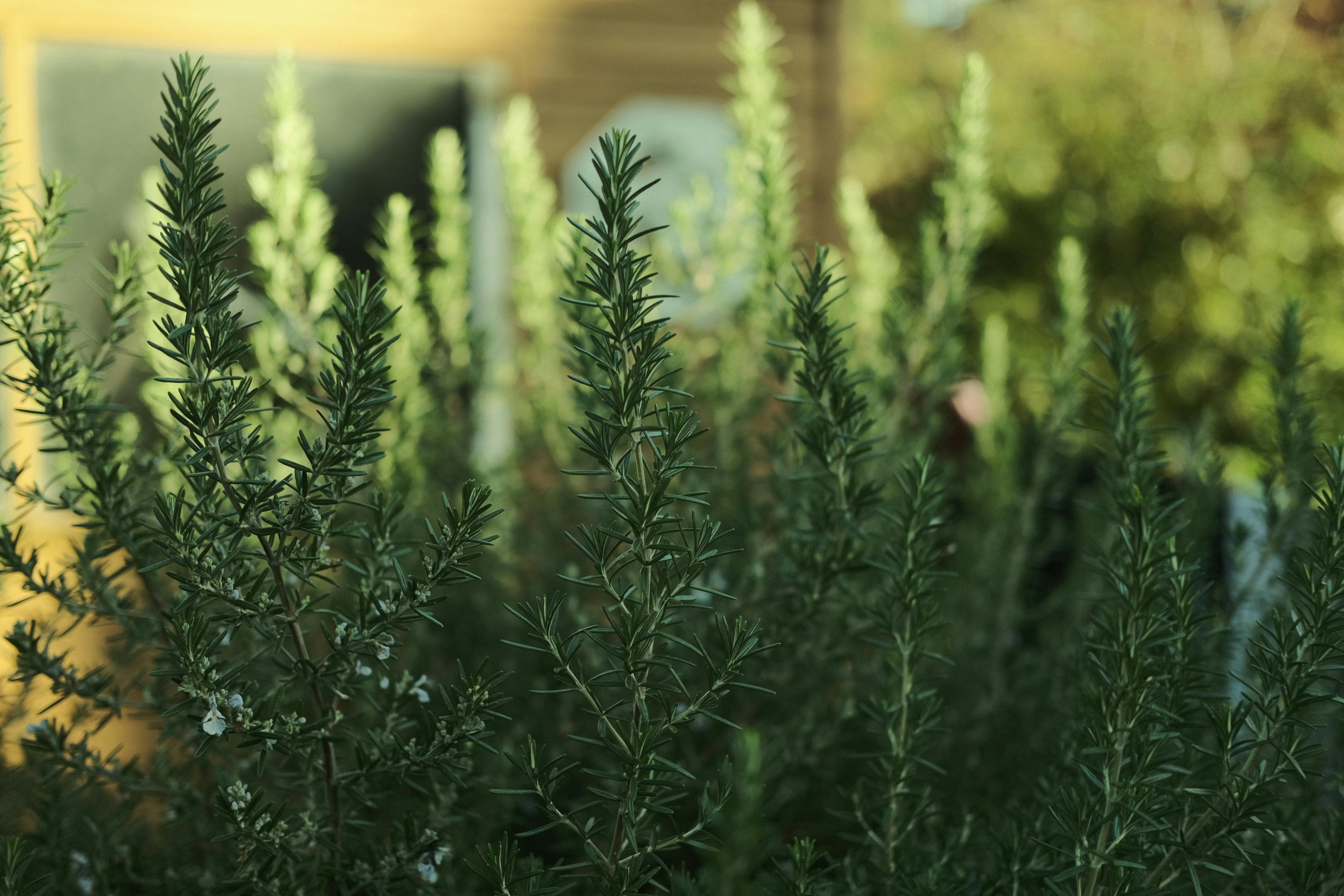 Plantas medicinales